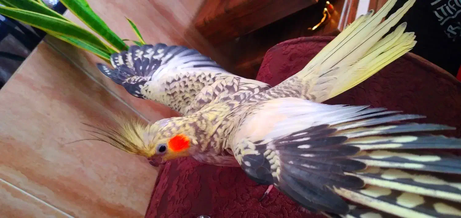 چیکو|پرنده|بروجرد, |دیوار