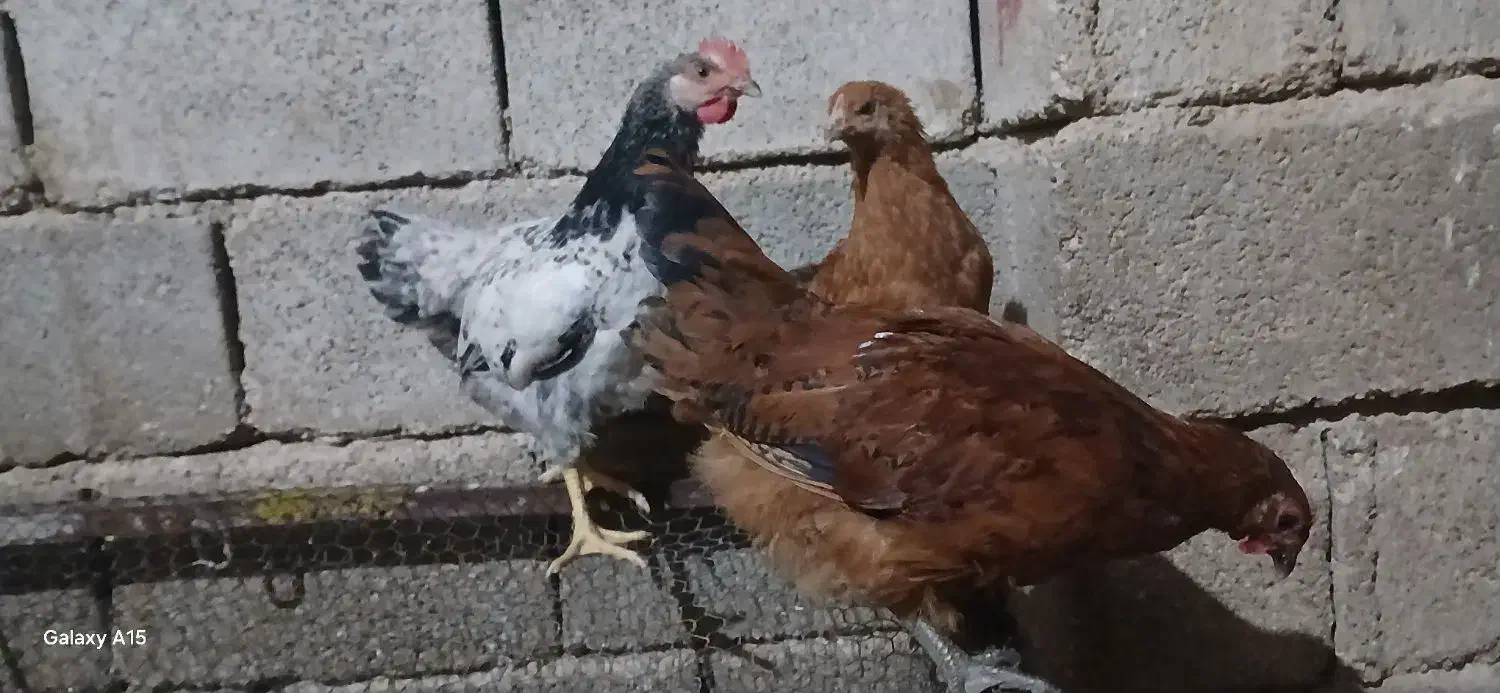 جوجه خروس محلی برای کشتار|حیوانات مزرعه|کوهنجان, |دیوار