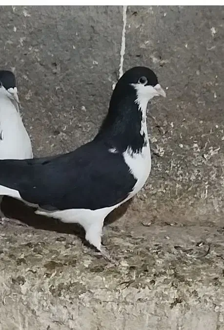 کبوتر رنگی|پرنده|دشتابی, |دیوار