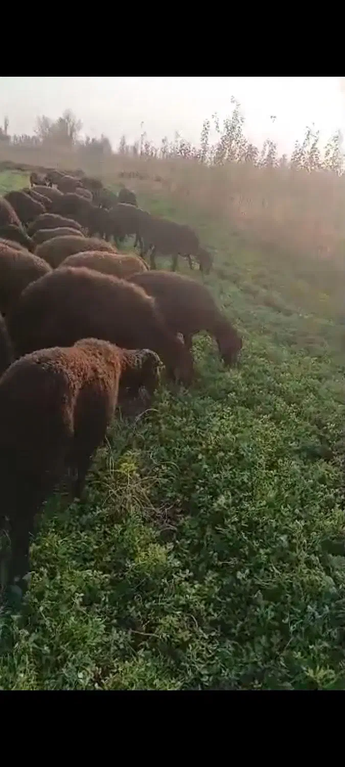 گوسفند قیزل افشار|حیوانات مزرعه|نوشین شهر, |دیوار