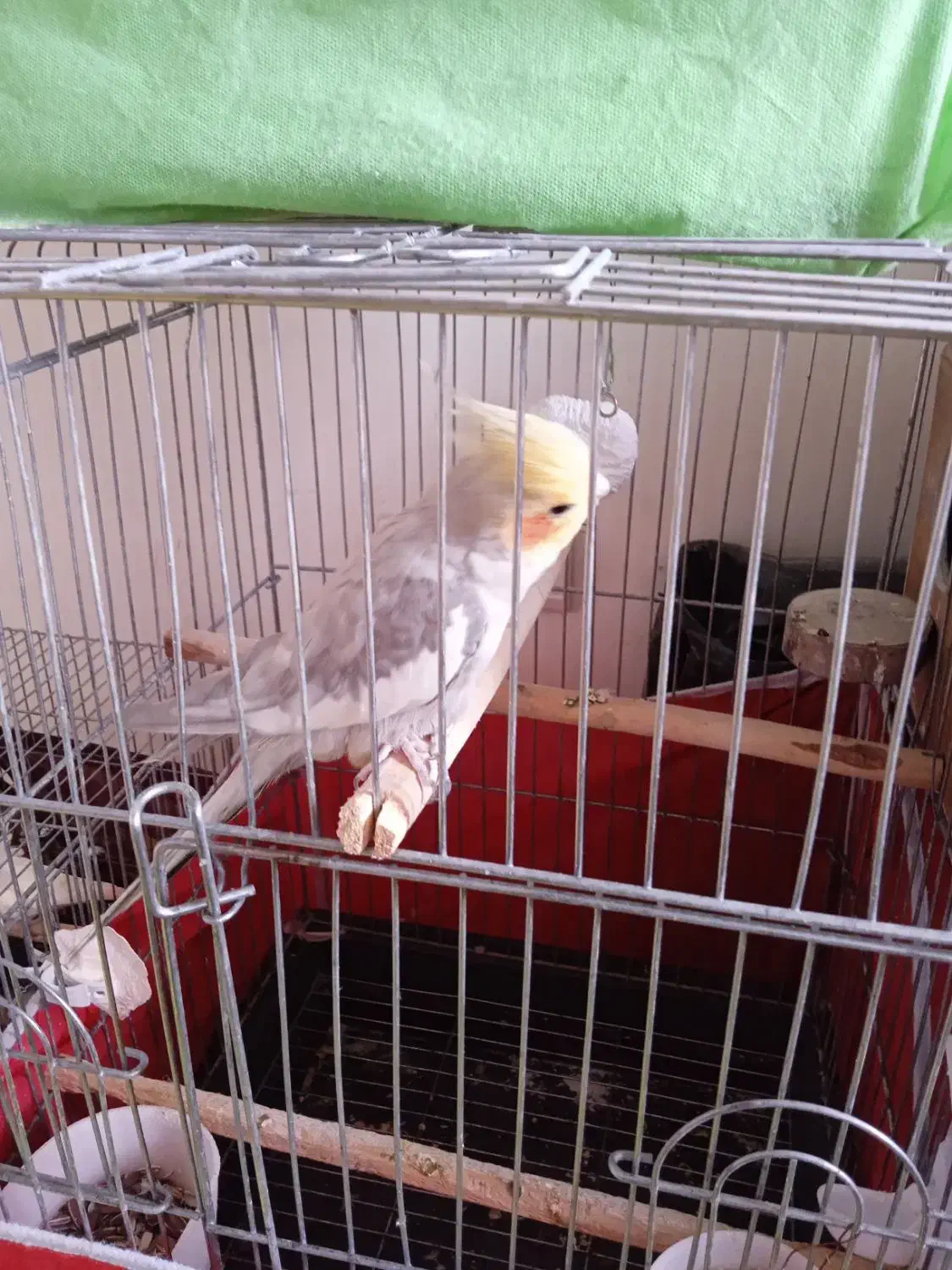 فروش پرنده|پرنده|بومهن, |دیوار