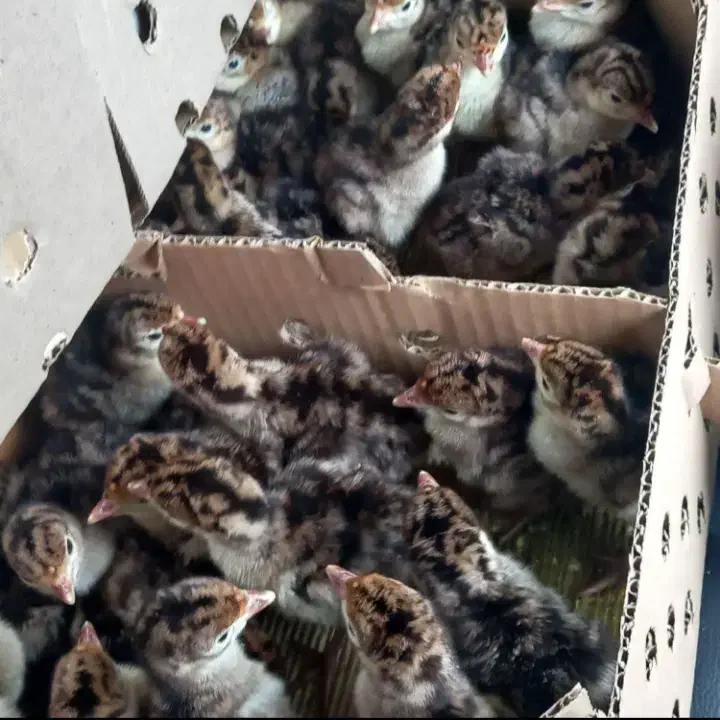 فروش جوجه یکروزه بوقلمون برنز سینه پهن سنگین وزن|حیوانات مزرعه|بابل, |دیوار