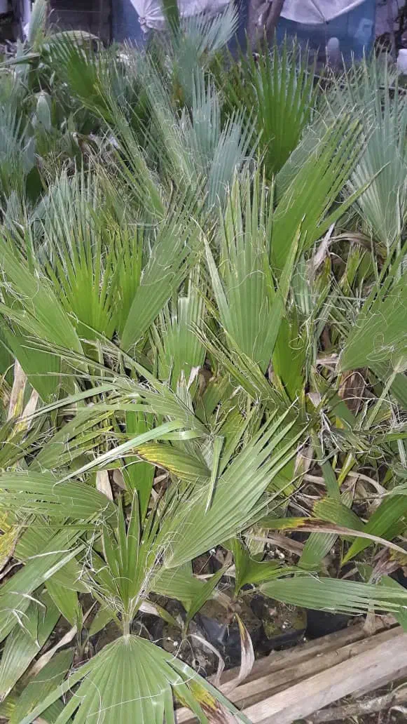 پالم  ریشه پر|گل و گیاه طبیعی|رودسر, |دیوار