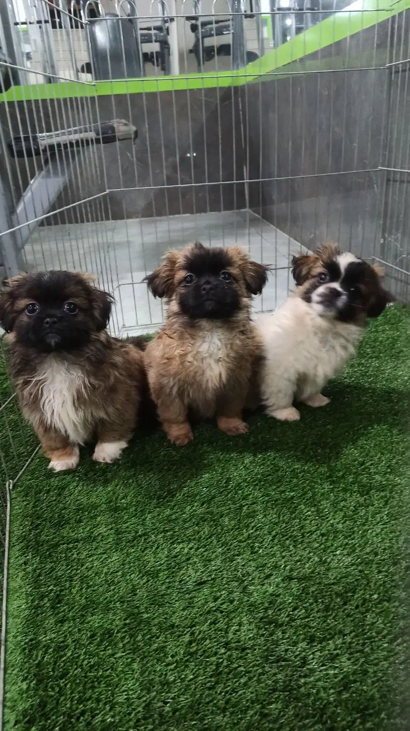 سگ پیکینز|سگ|خرم‌آباد, |دیوار