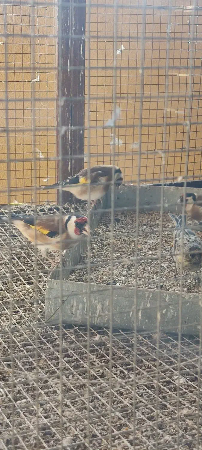 سهره کله‌گاوی|پرنده|مبارکه, |دیوار