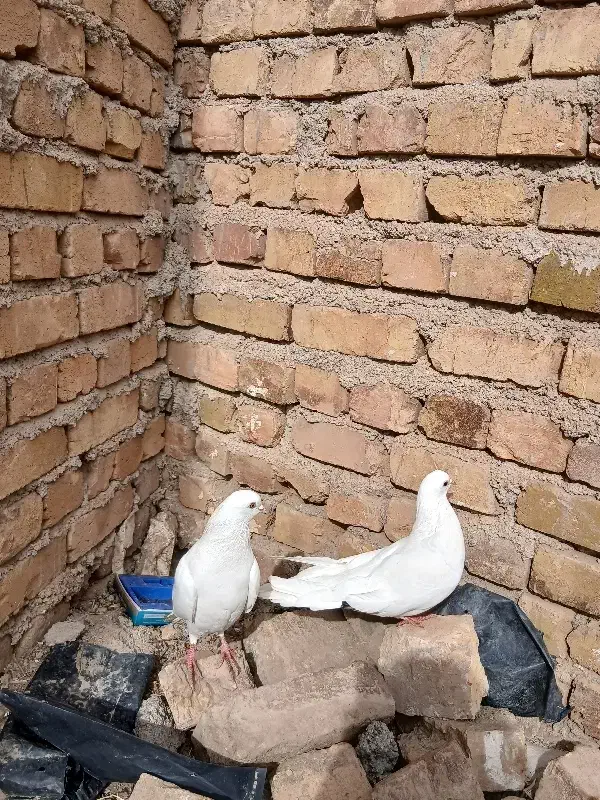 کبوتر|پرنده|بوئین زهرا, |دیوار