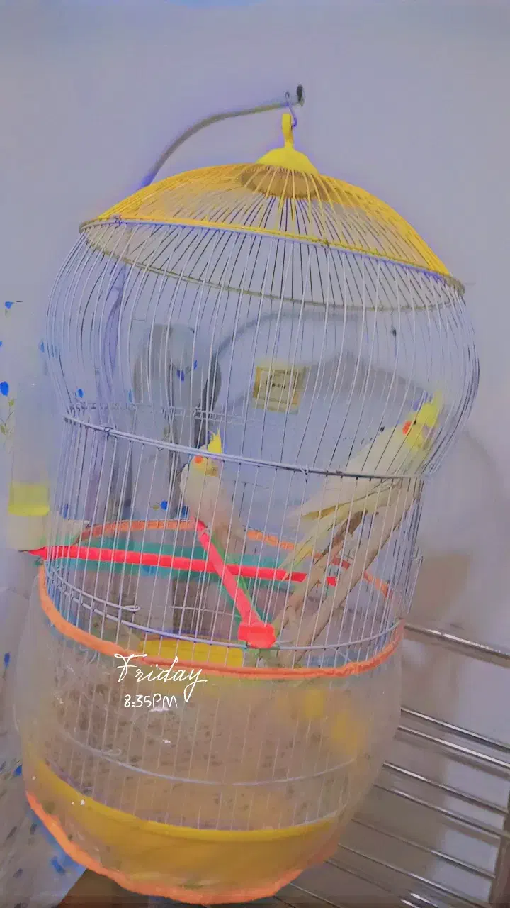 عروس هلندی|پرنده|قائن, |دیوار