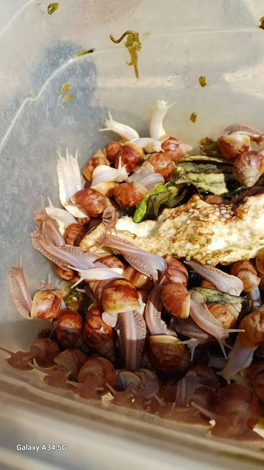 سلام فروش حلزون از۱ماه تامولد|خزنده|خرمآباد, |دیوار