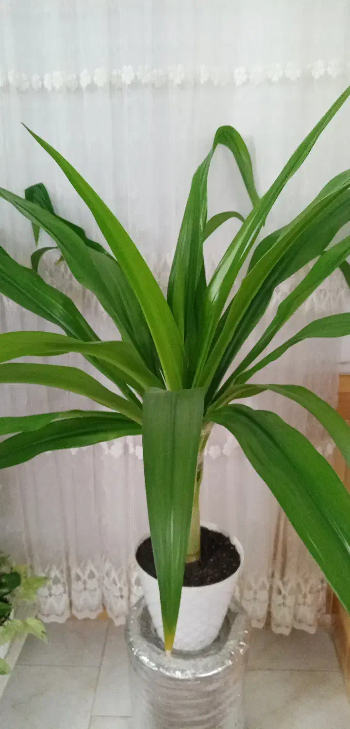 سلام گل سوسن عنکبودی بزرگ سر حال|گل و گیاه طبیعی|نیشابور, بزرگمهر|دیوار