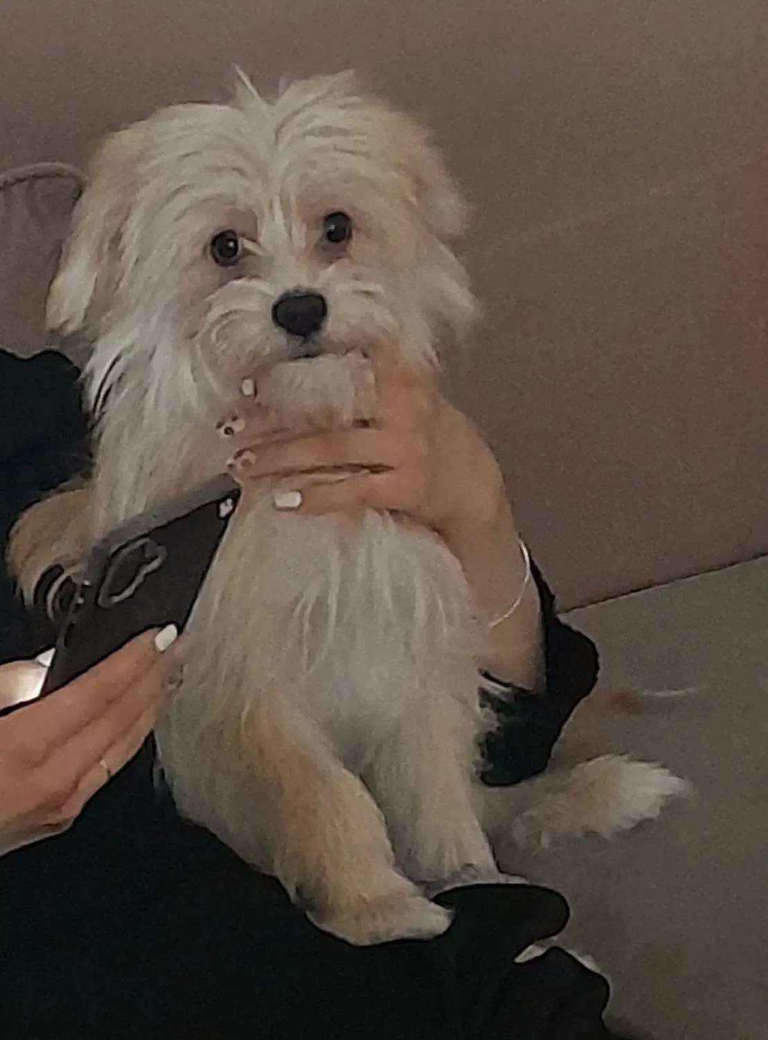 سگ شیتزو|سگ|تربت‌حیدریه, قائم|دیوار