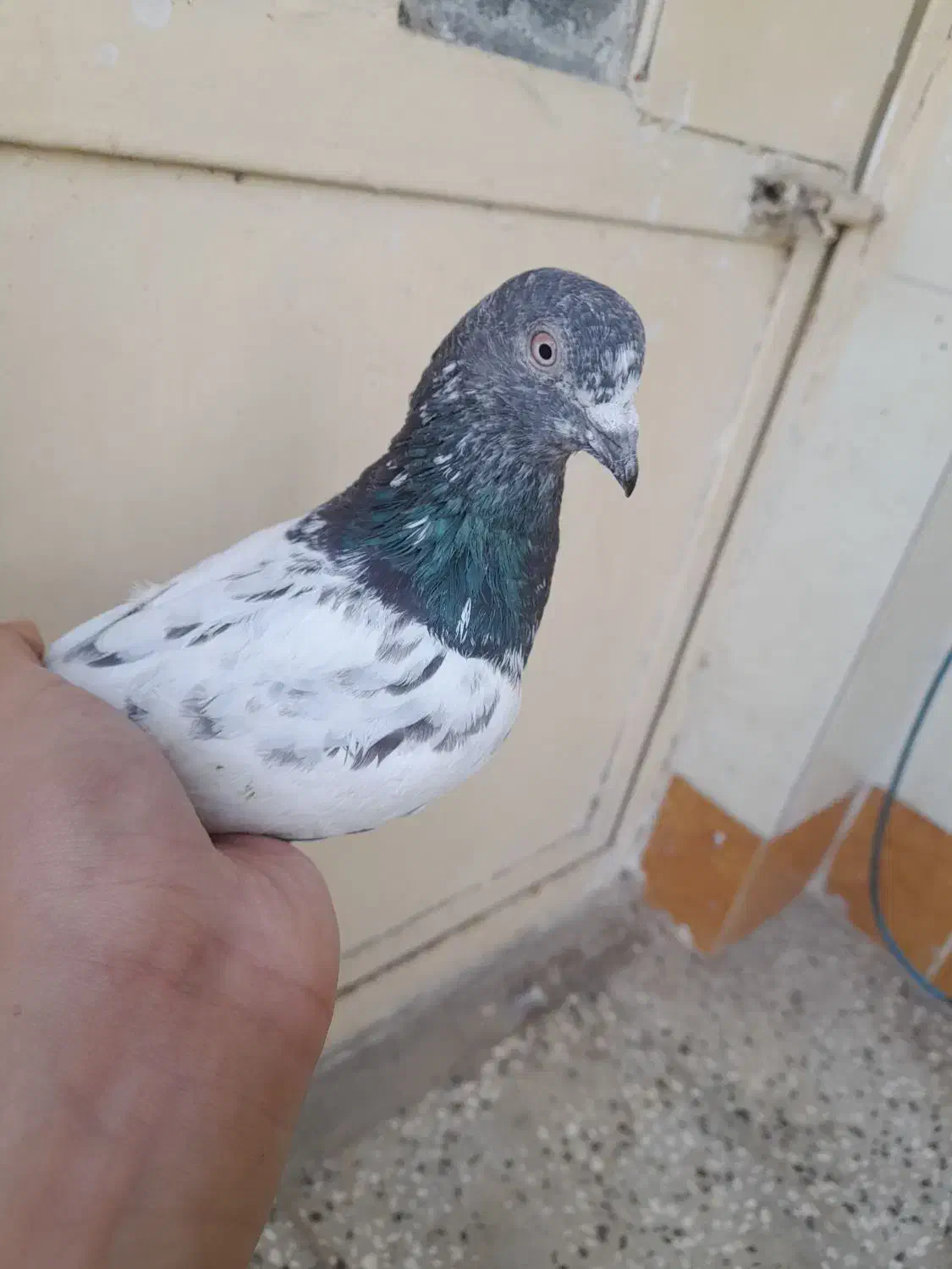 فروش کبوتر|پرنده|خان ببین, |دیوار