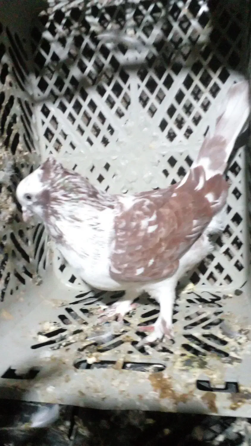 گرگی نر|پرنده|فاضل آباد, |دیوار