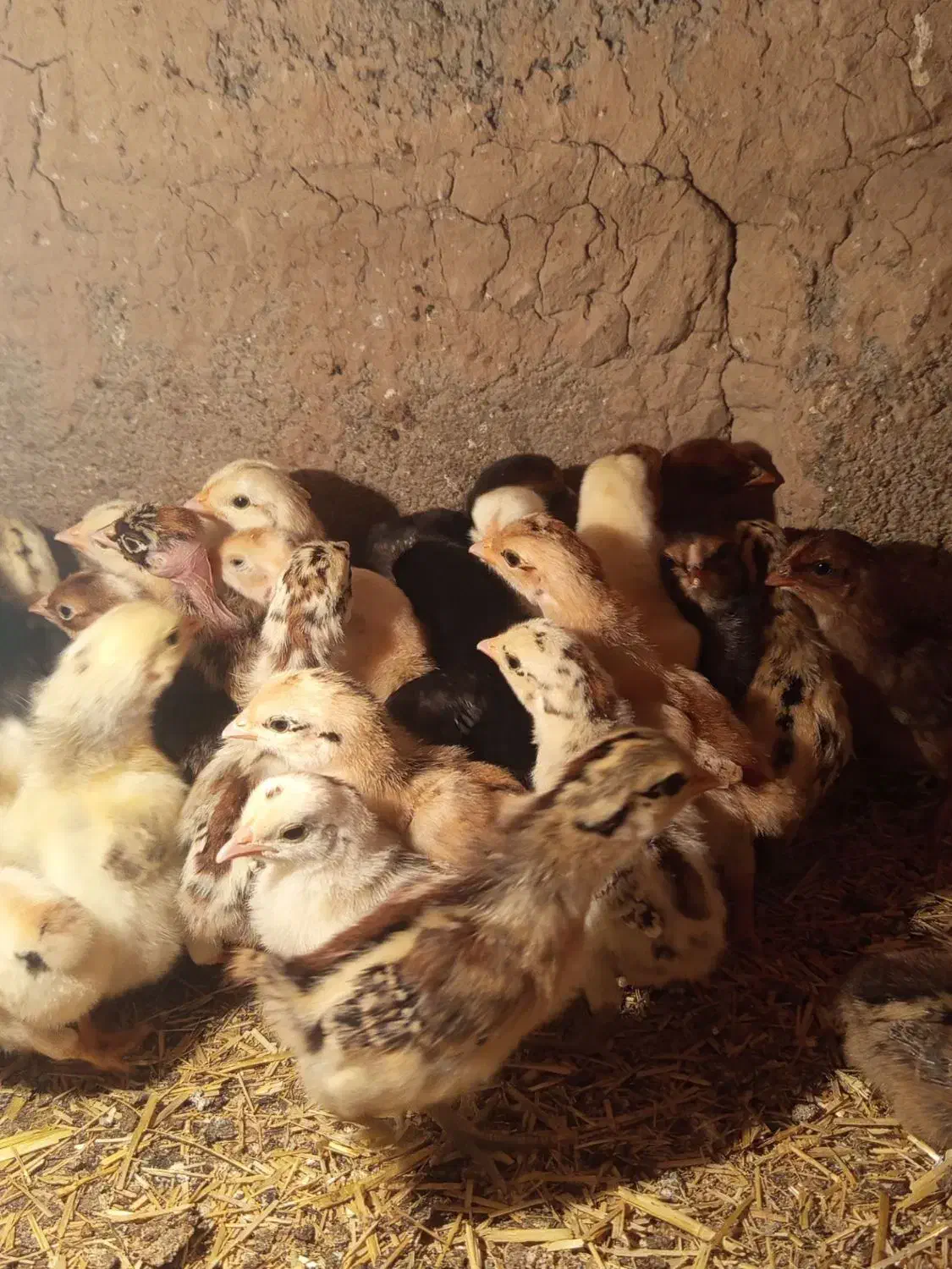 جوجه محلی یک روزه|حیوانات مزرعه|نهبندان, |دیوار