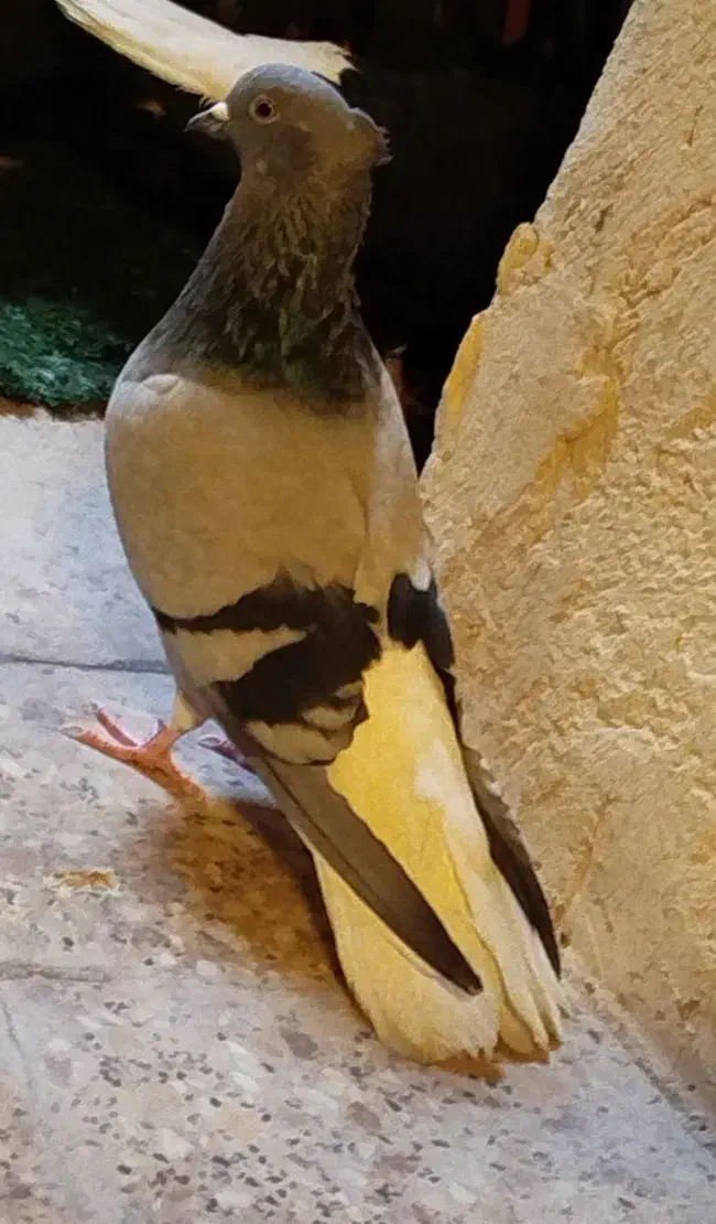 کفتر سبز دم سفید|پرنده|چهاردانگه (تهران), |دیوار