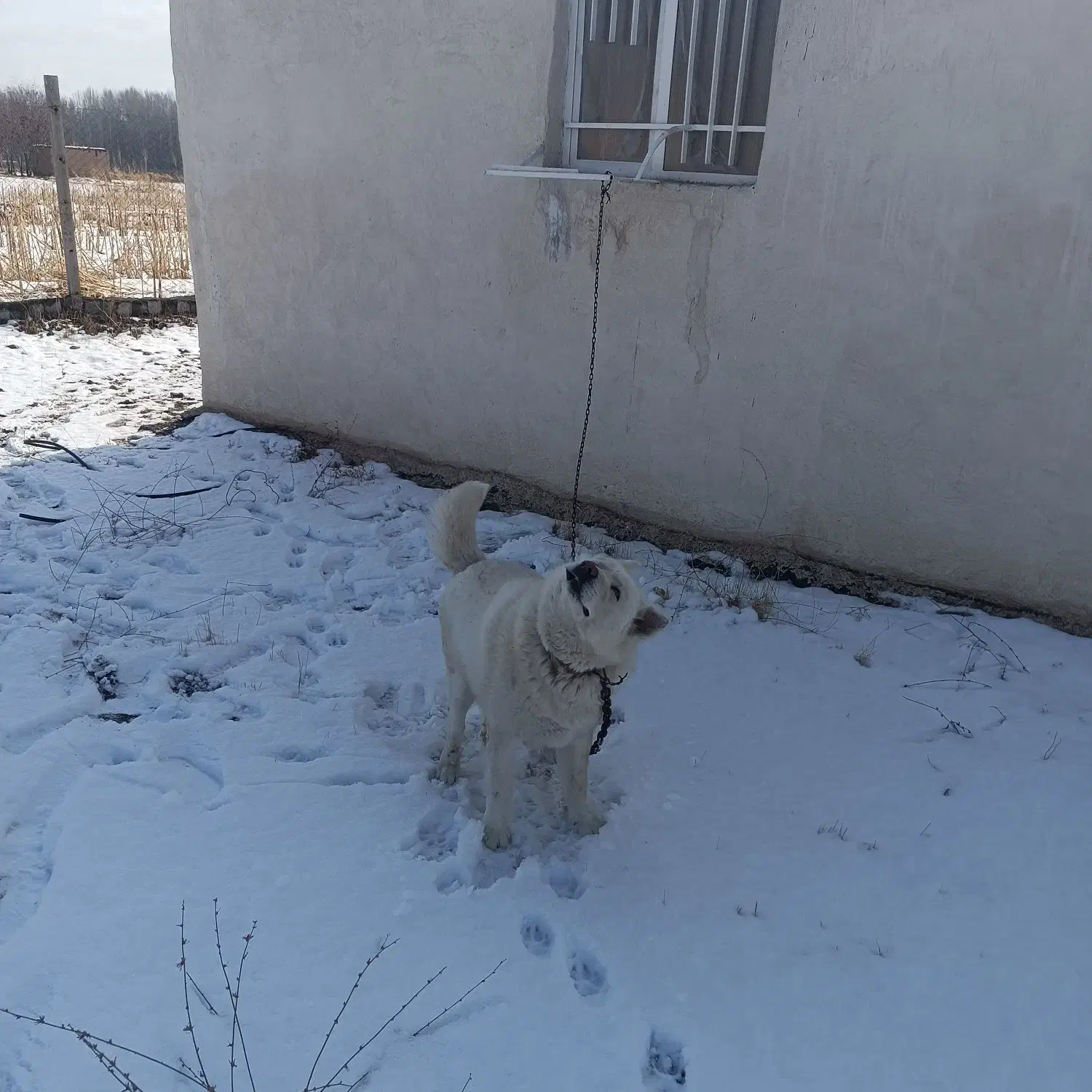 سگ هاسگی|سگ|زنجان, |دیوار