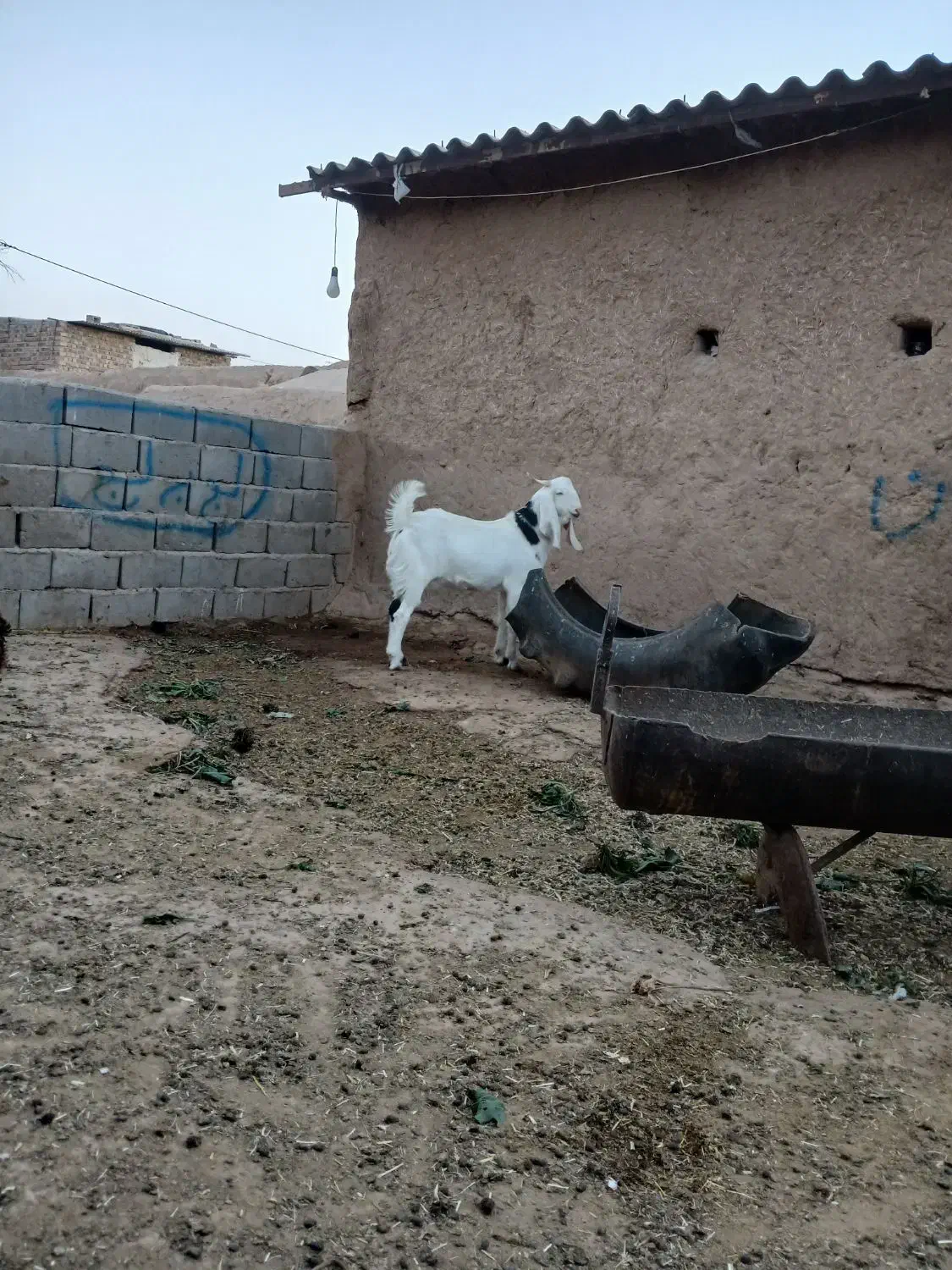 بزغاله|حیوانات مزرعه|نصر آباد, |دیوار