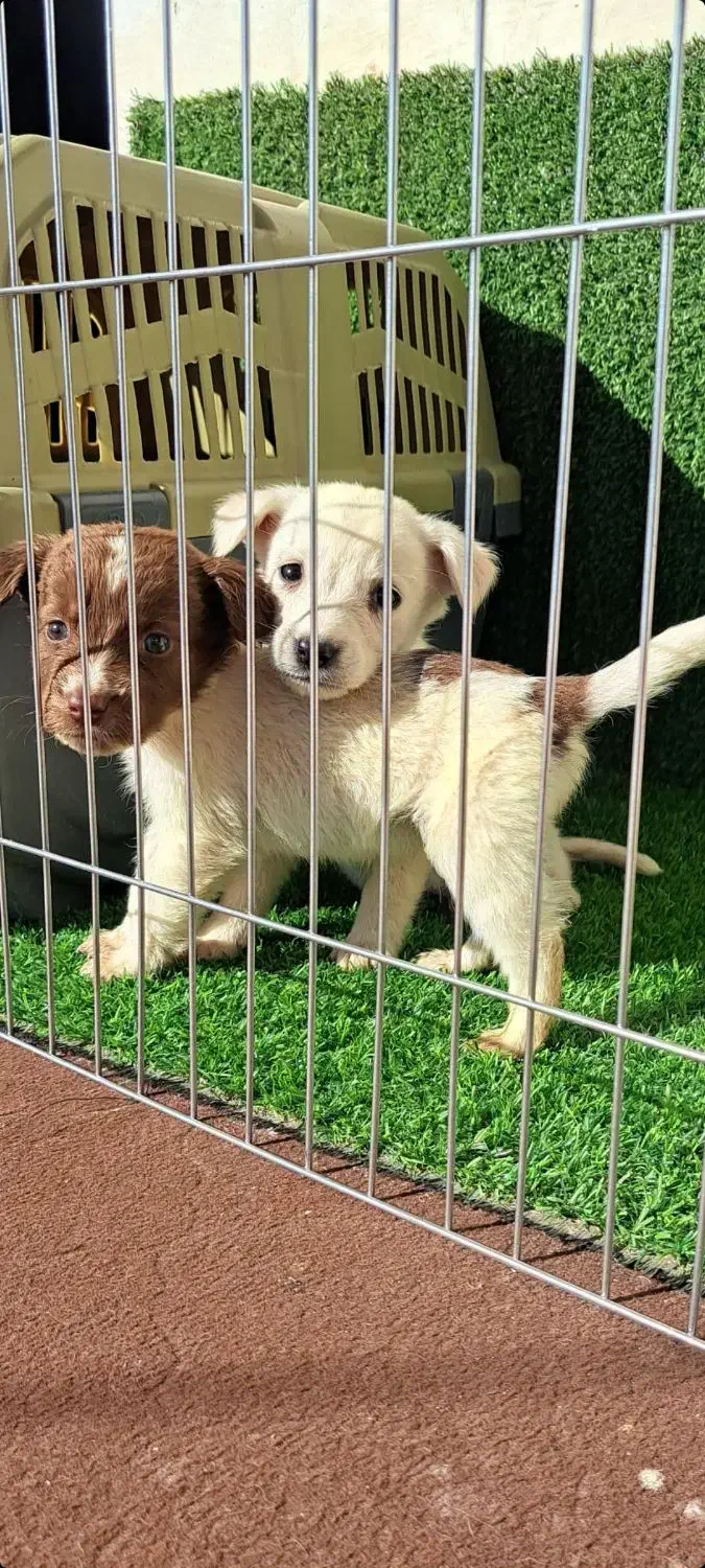 توله سگ پشمالو|سگ|گرگان, |دیوار