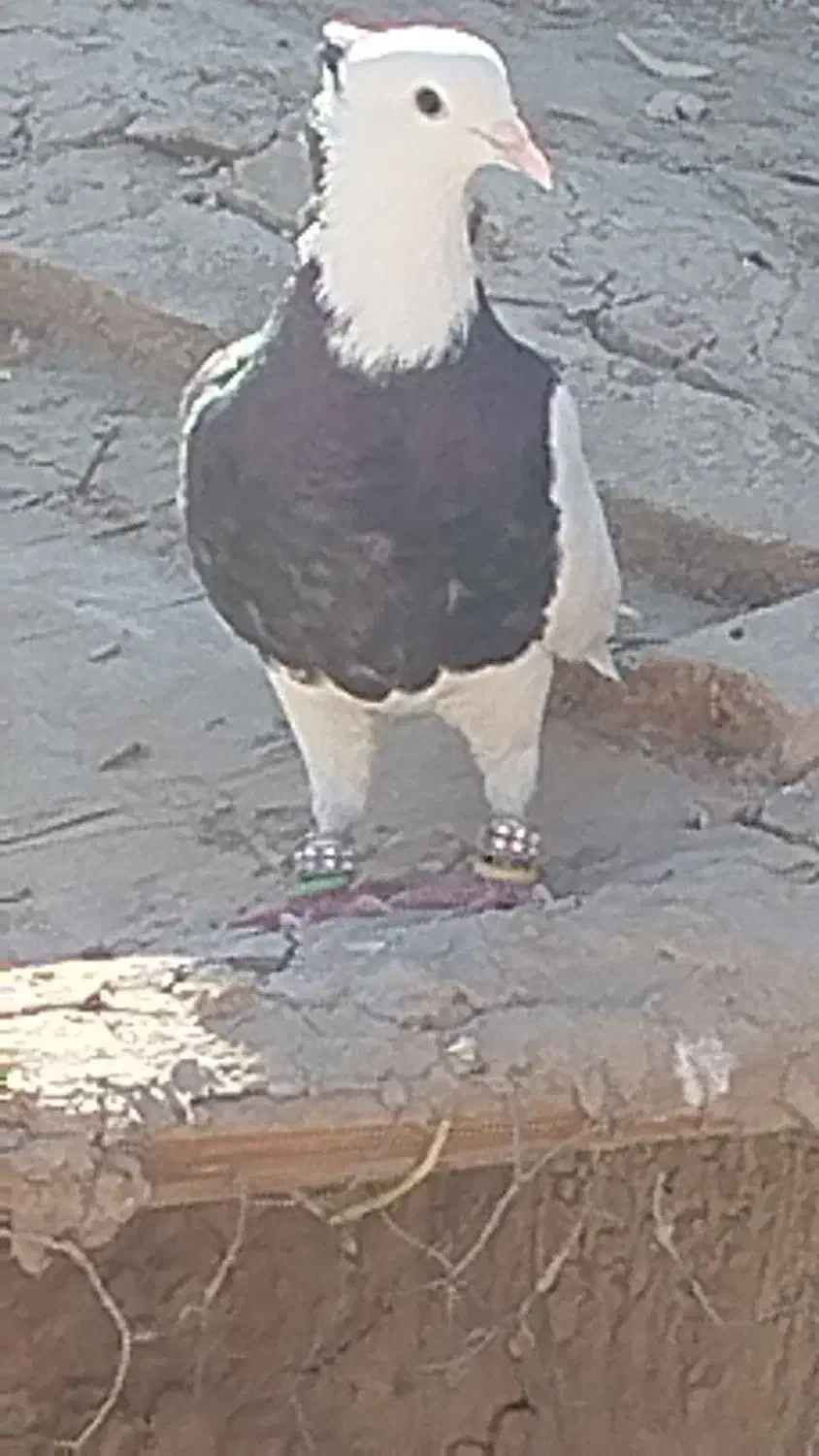 کبوتر کبوتر|پرنده|حمیدیه, |دیوار