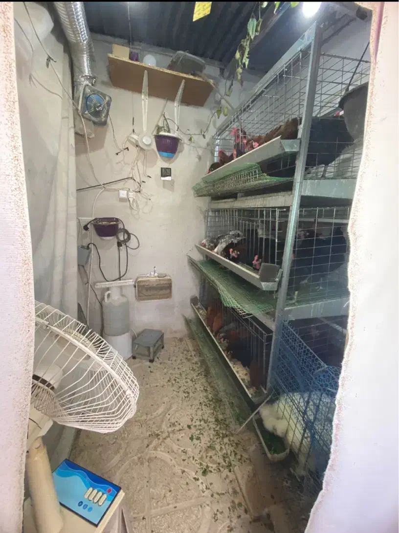 فروش مرغ|حیوانات مزرعه|گلپایگان, |دیوار