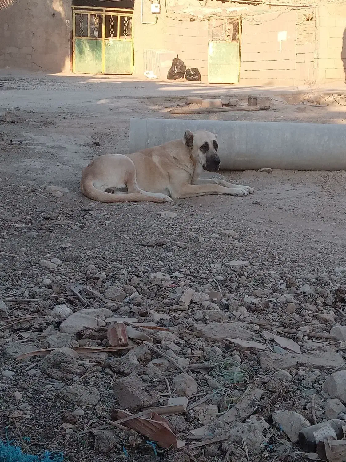 ماده سگ کانگال|سگ|پاکدشت, پاکدشت (مامازند)|دیوار