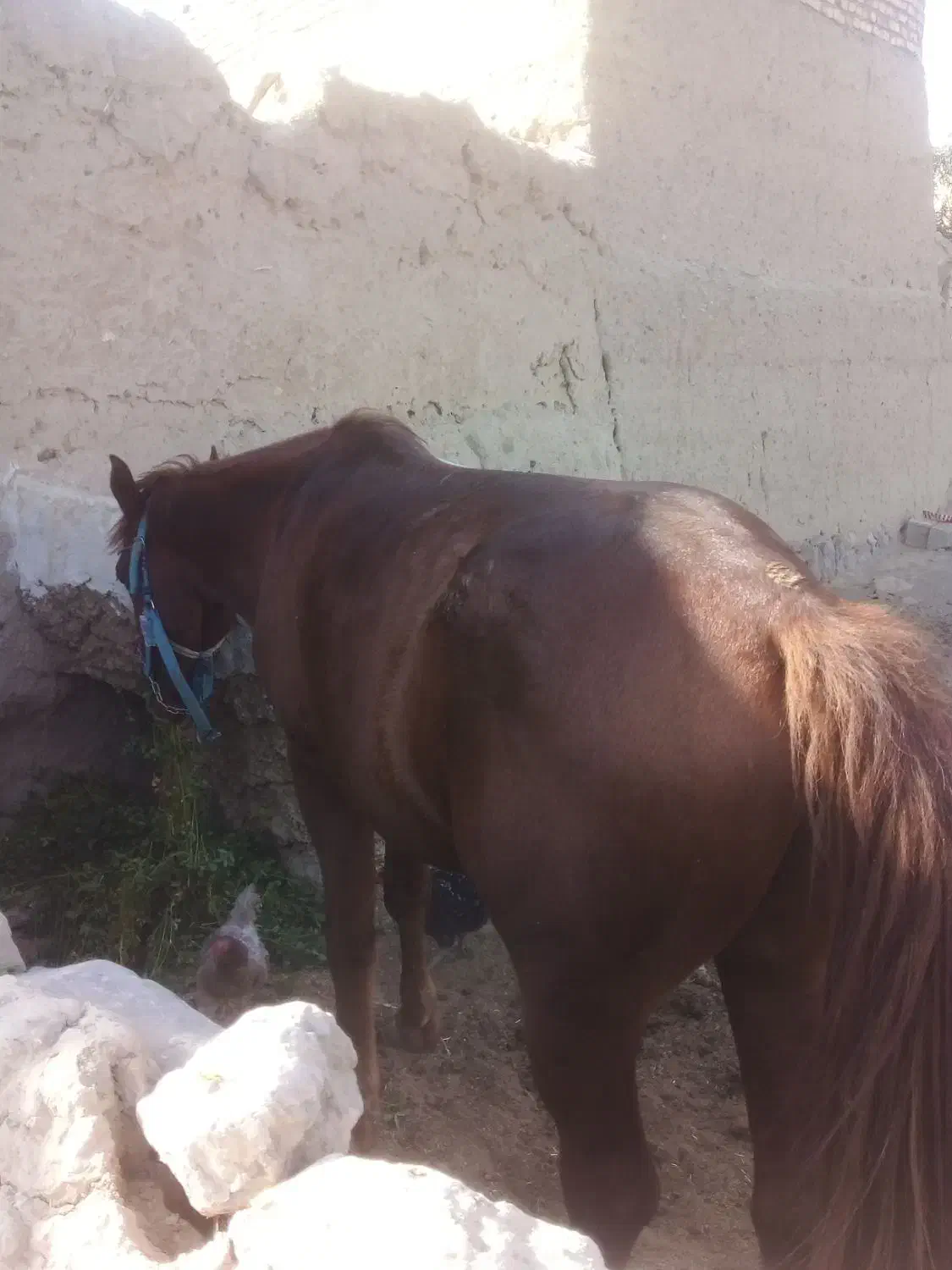 اسب درجه یک چابک|اسب و تجهیزات اسبسواری|بجنورد, |دیوار