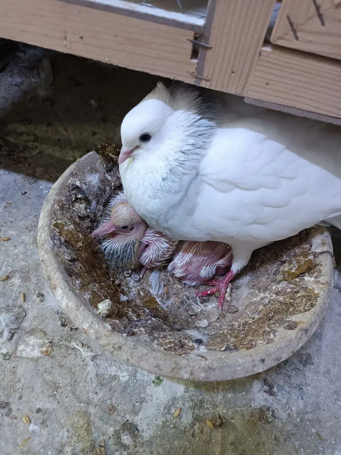 کفتر طوقی با جوجه|پرنده|ماهدشت, |دیوار