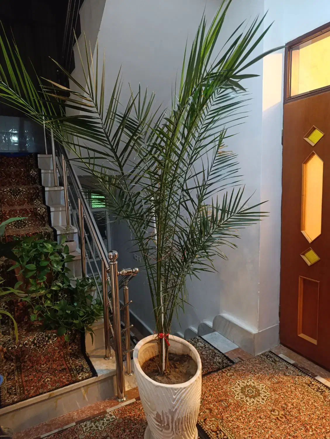 گل نخل فونیکس طبیعی|گل و گیاه طبیعی|بناب, |دیوار