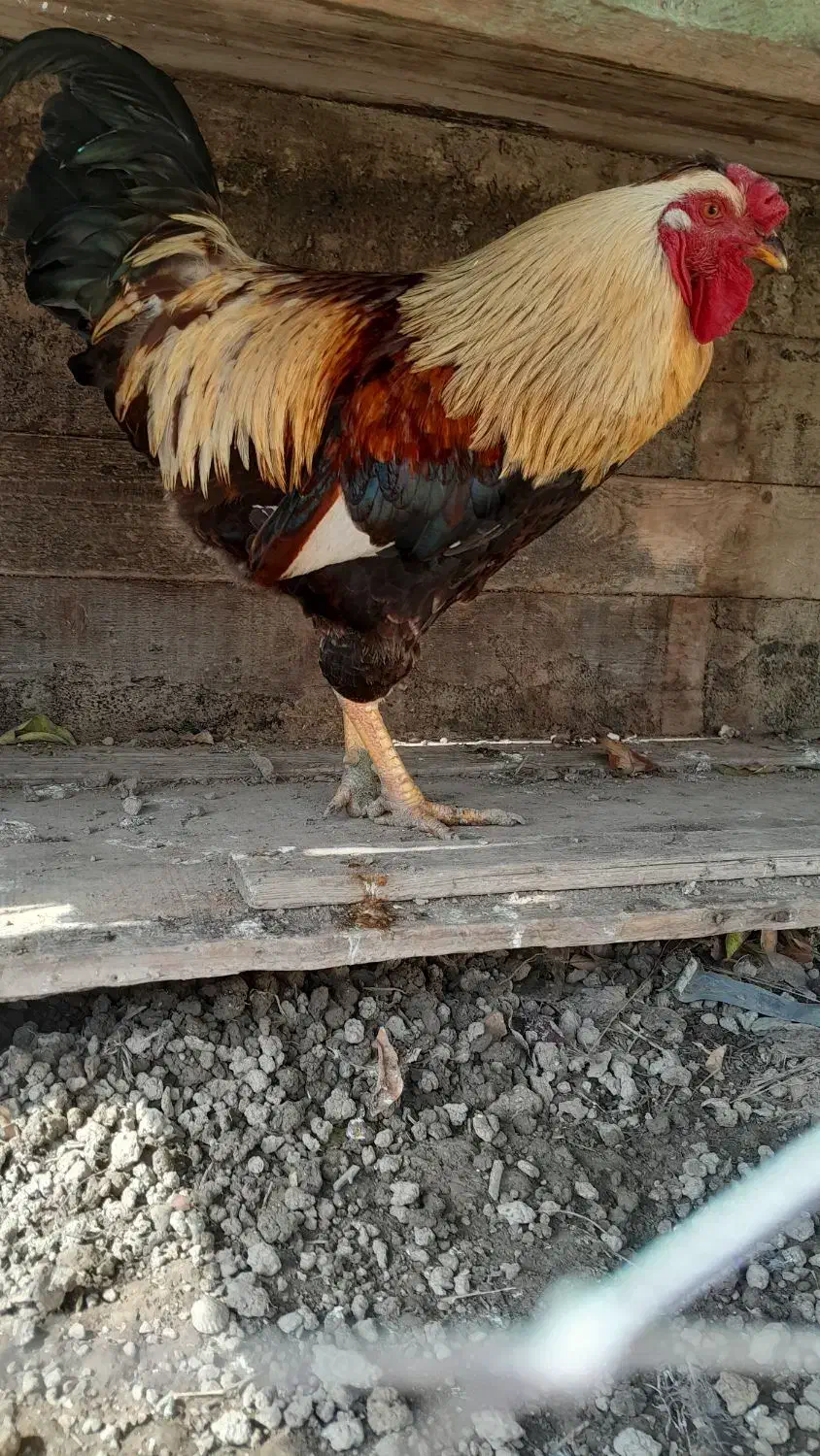 مرغ وخروس سنگین|حیوانات مزرعه|گمیشان, |دیوار