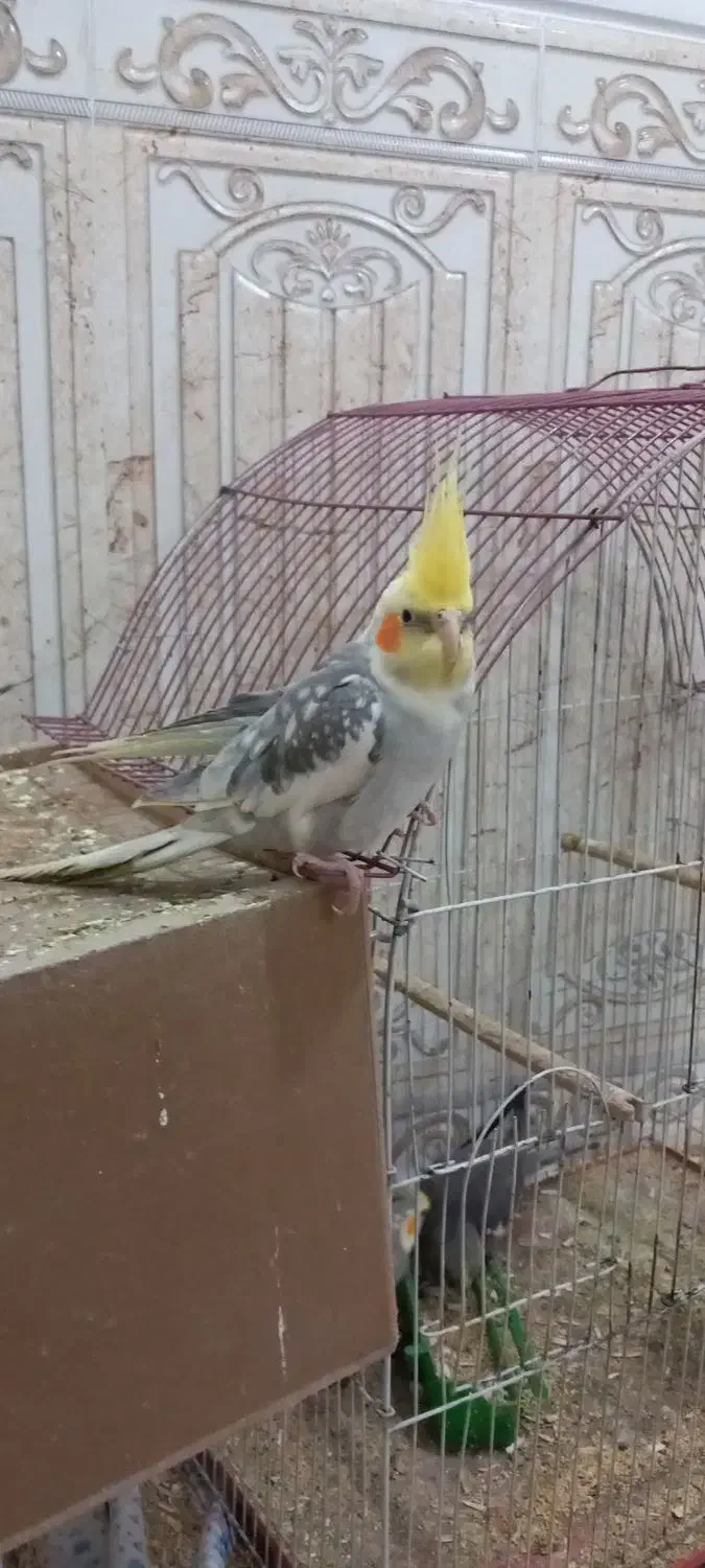 فروش جفت عروس هلندی مولد همراه با جوجه|پرنده|بافق, |دیوار