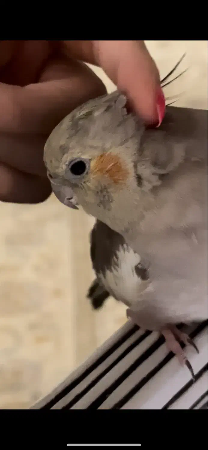 عروس هلندی دستی|پرنده|قم, پردیسان|دیوار