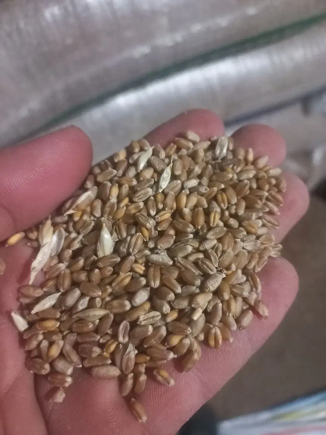 گندم بذری الجی۵|خدمات باغبانی و درختکاری|اردبیل, |دیوار