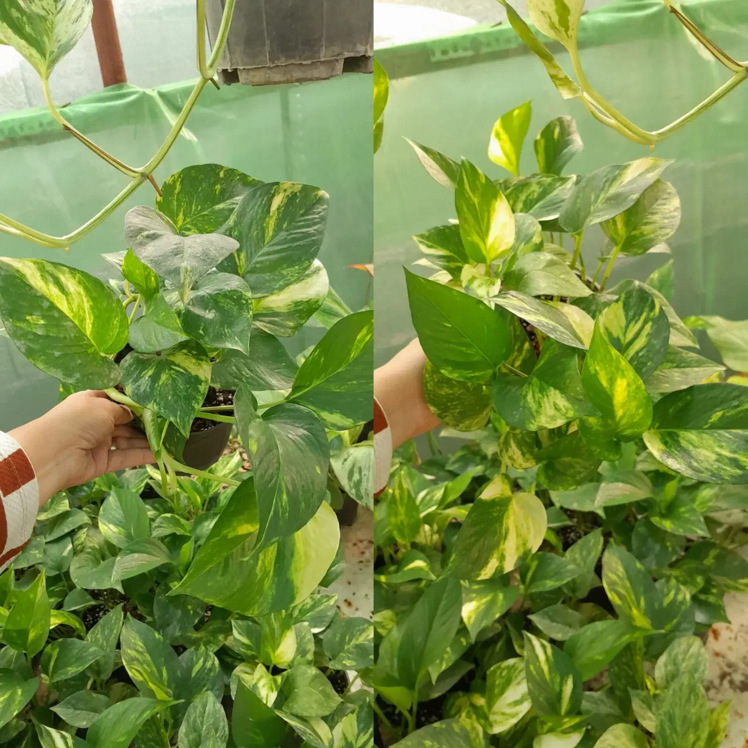 پتوس،کامپکت،شفلر،آگلونما ارزان|گل و گیاه طبیعی|کوچصفهان, |دیوار