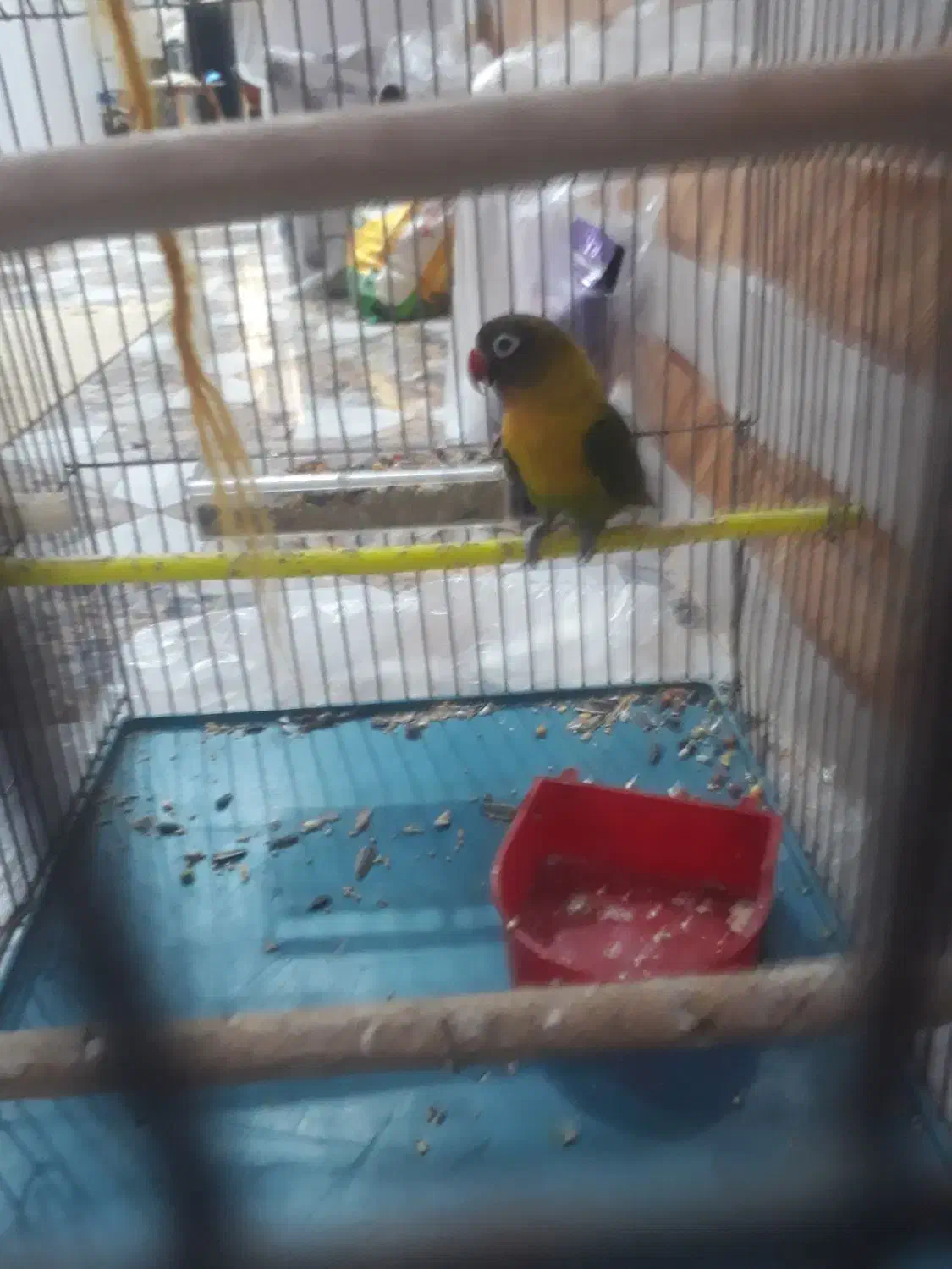 فروش برزیلی|پرنده|عسلویه, |دیوار