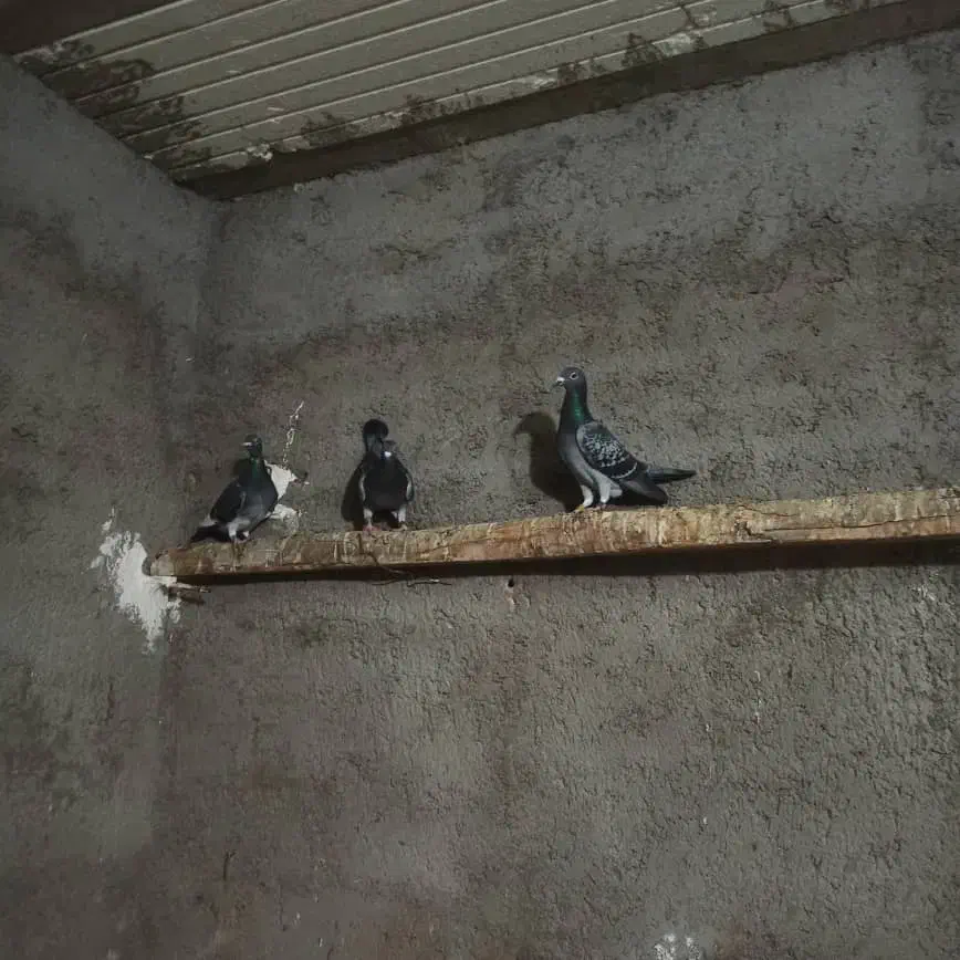 پلاکی درجه یک|پرنده|کارون, |دیوار