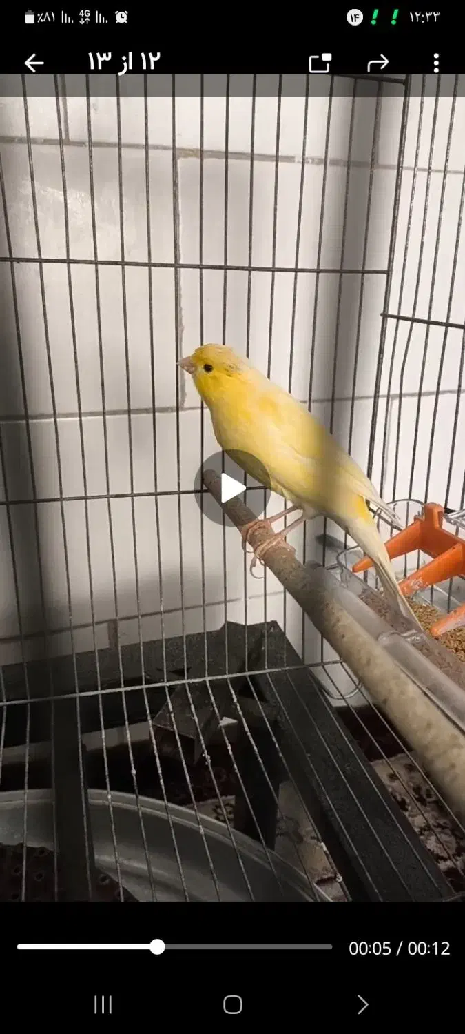 قناری نر و ماده|پرنده|اراک, |دیوار