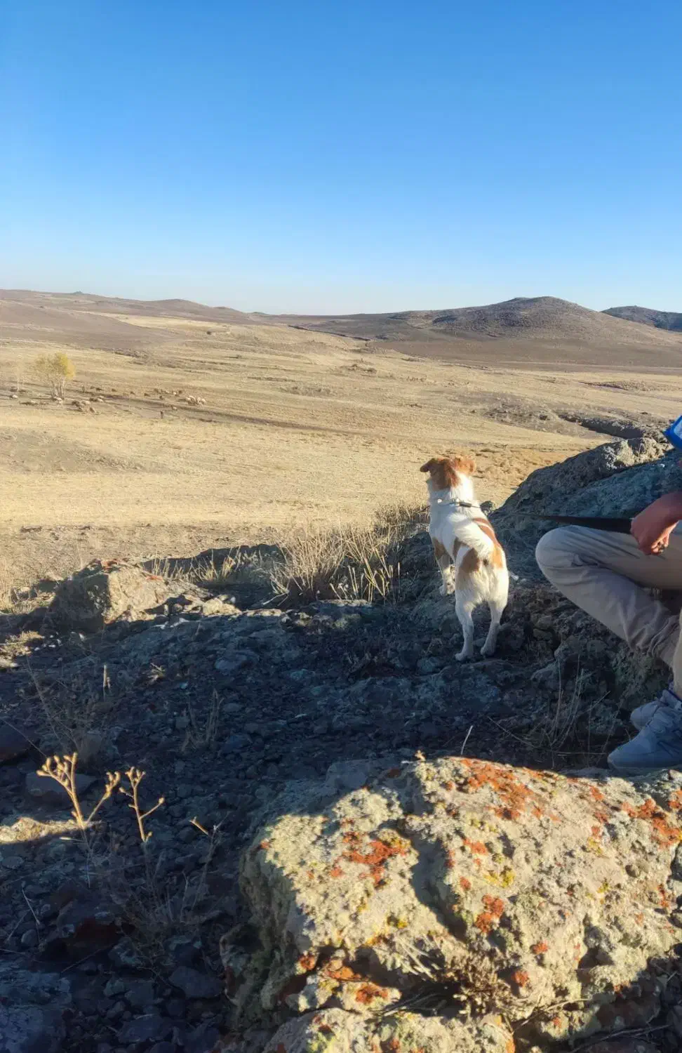 سگ پاکوتا|سگ|اردبیل, |دیوار