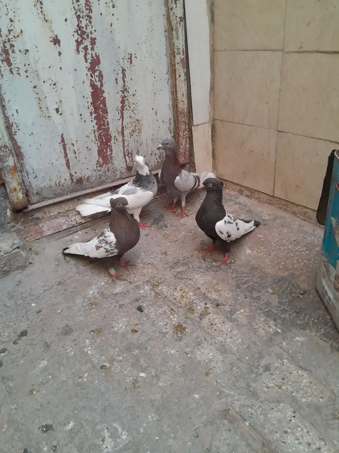 صید|پرنده|مشهد, شهید قربانی|دیوار