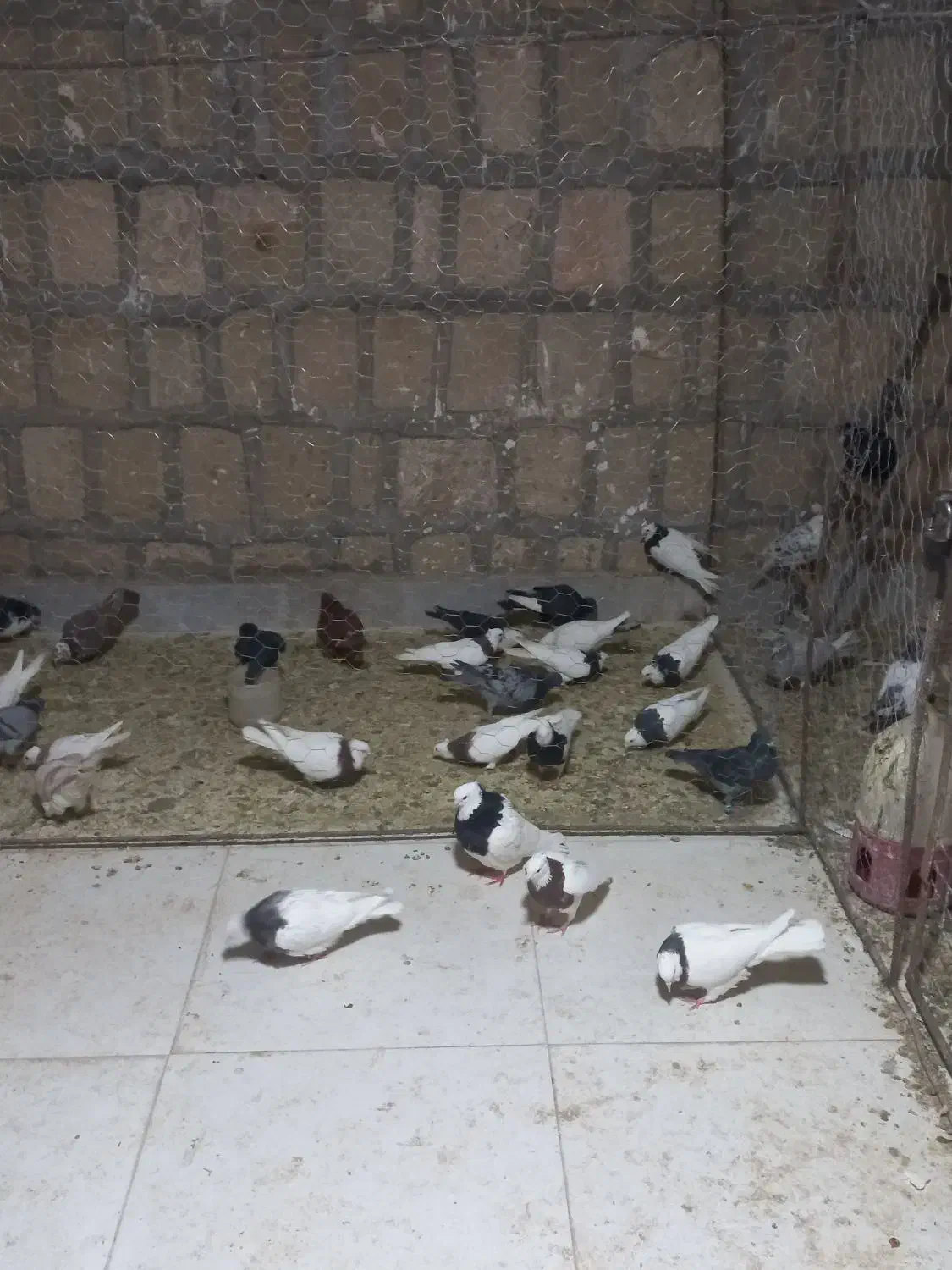 طوقی|پرنده|جوین, |دیوار