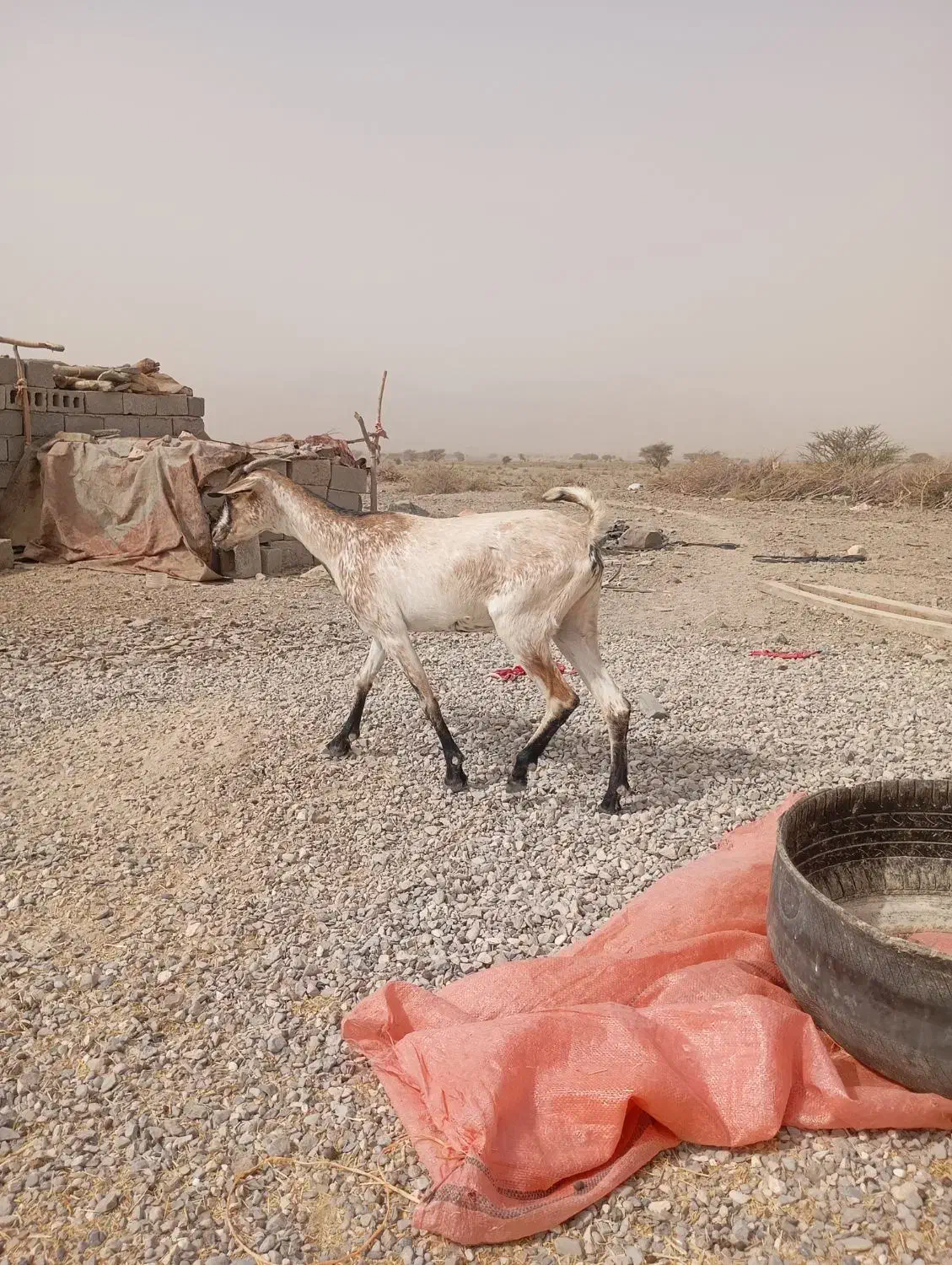 1عددبز فروش|حیوانات مزرعه|مهران (هرمزگان), |دیوار