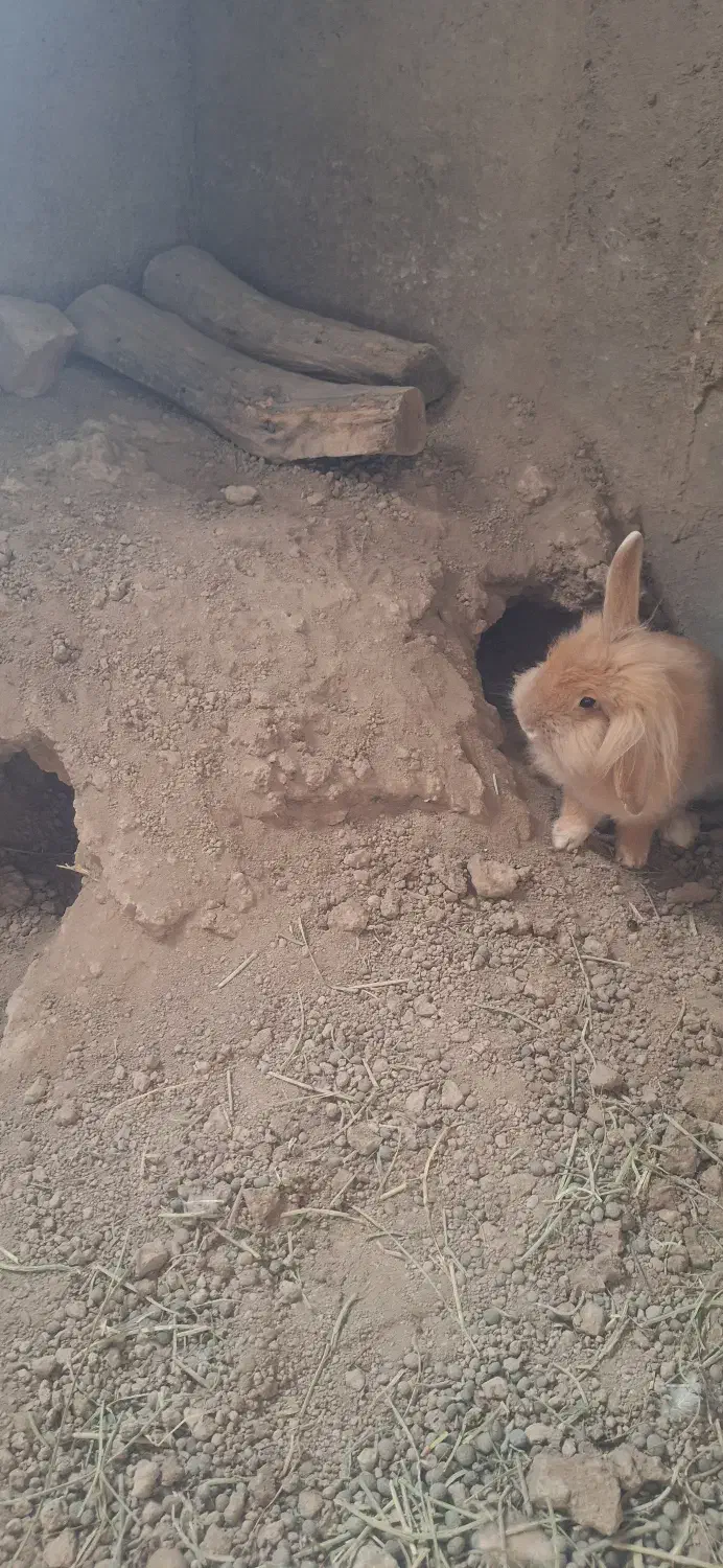 فروش خرگوش|موش و خرگوش|کرج, اصفهانی‌ها|دیوار