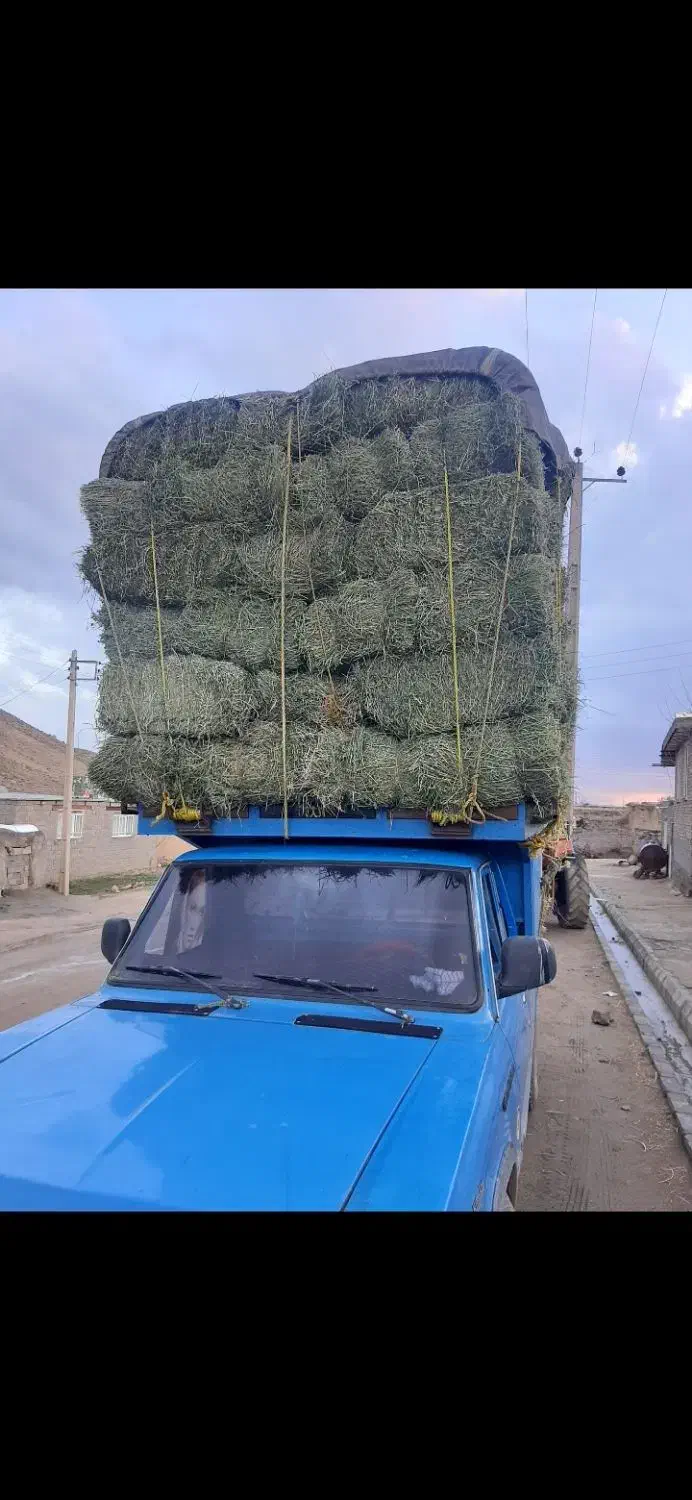 یونجه انباری تحویلی|عمده‌فروشی|قیدار, |دیوار