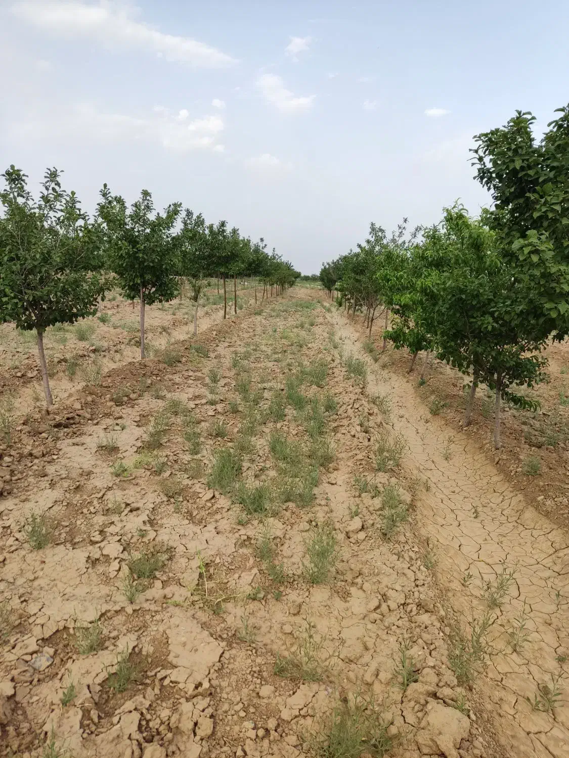 فروش باغ در بینالود ایران خودرو خراسان|فروش زمین و ملک کلنگی|ملک‌آباد, |دیوار