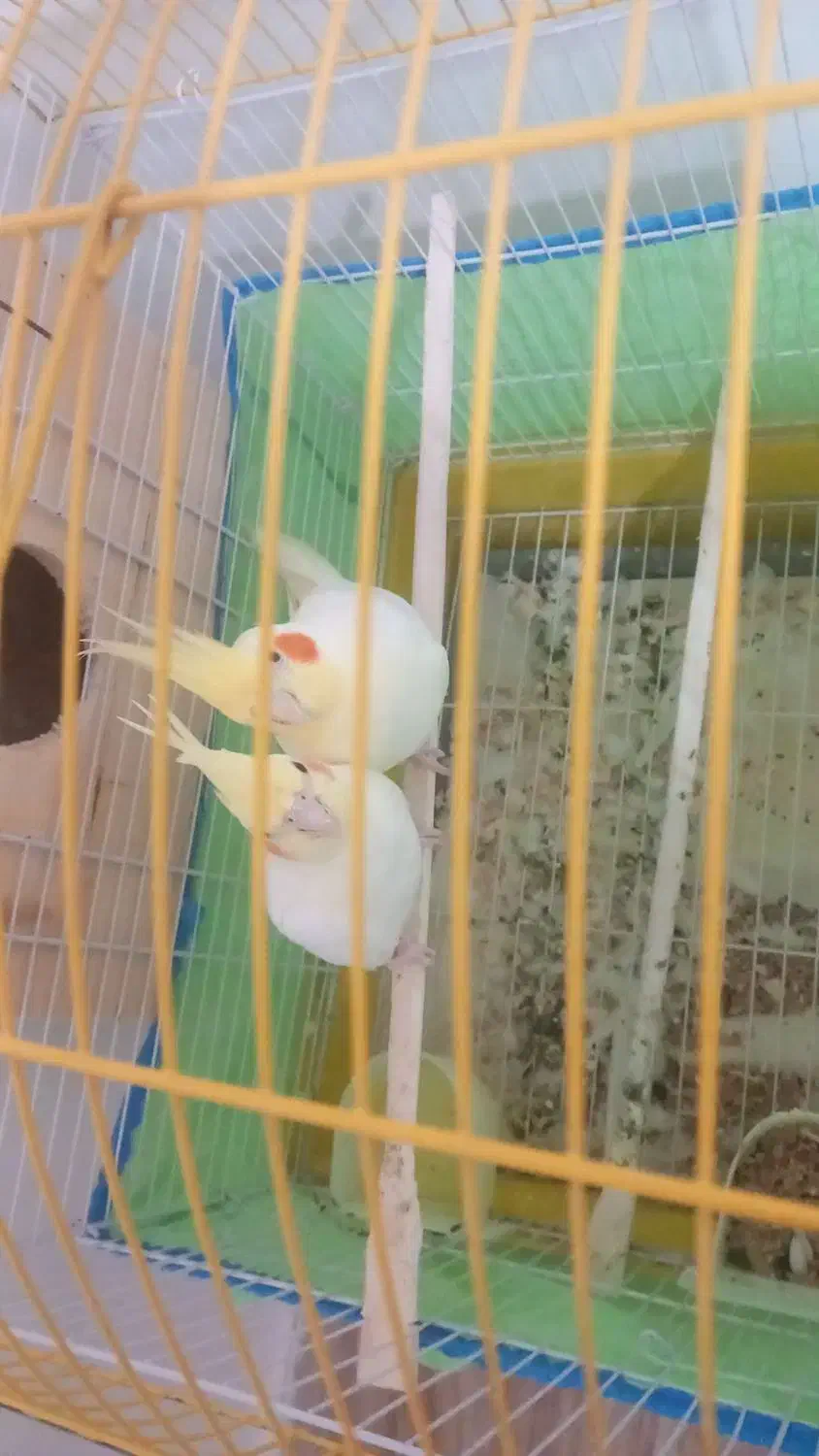 طوطی عروس|پرنده|سیاهکل, |دیوار