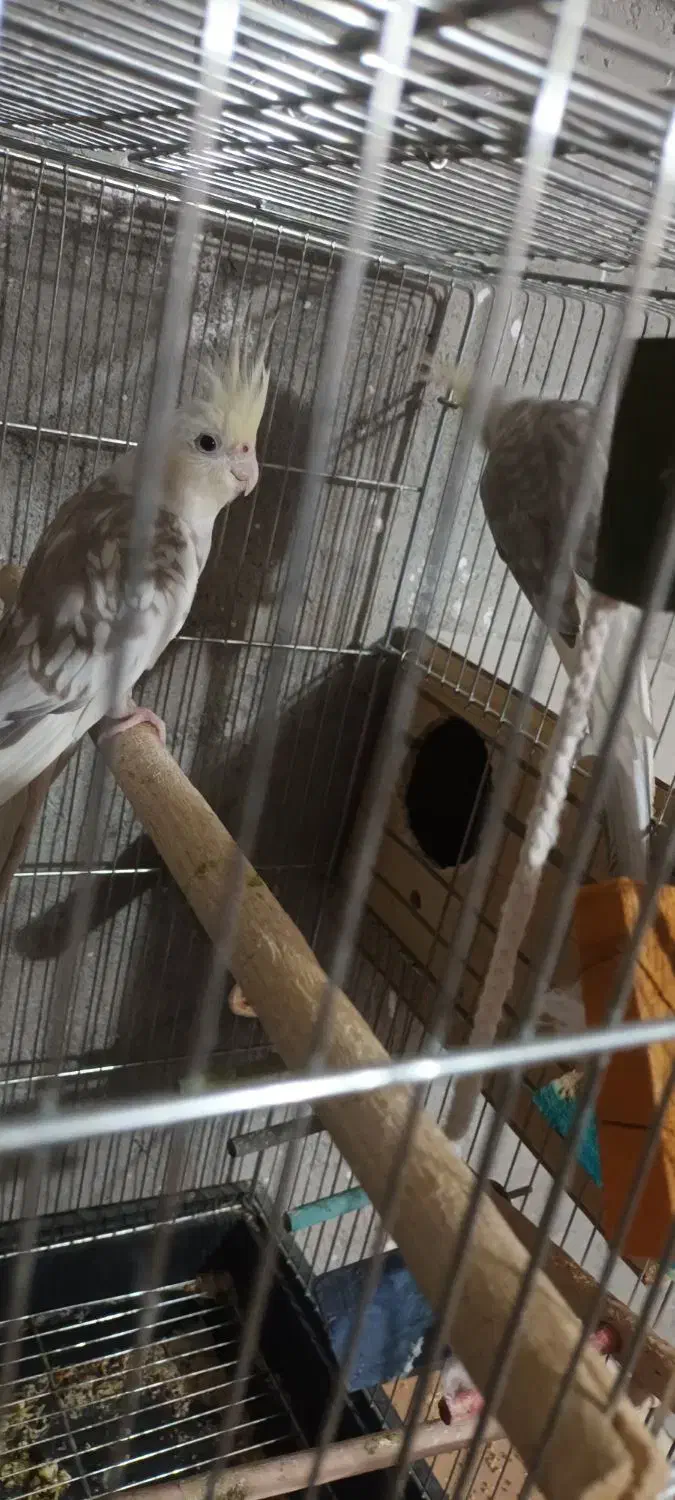 درود بر عزیزان عشق باز عروس کرم فیس سالم سلامت|پرنده|مسجد سلیمان, |دیوار