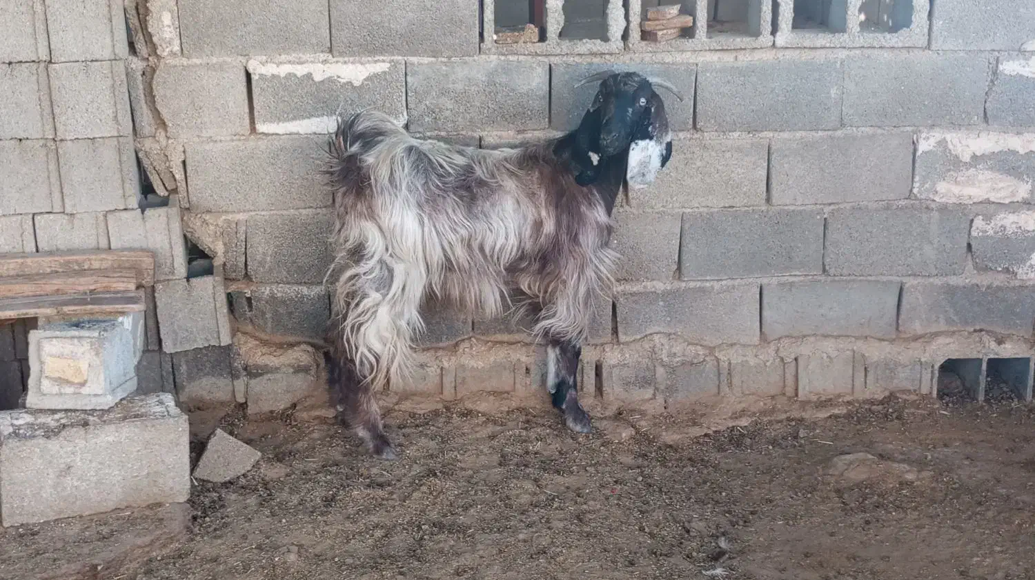 کولارترکی ناز|حیوانات مزرعه|جهرم, |دیوار