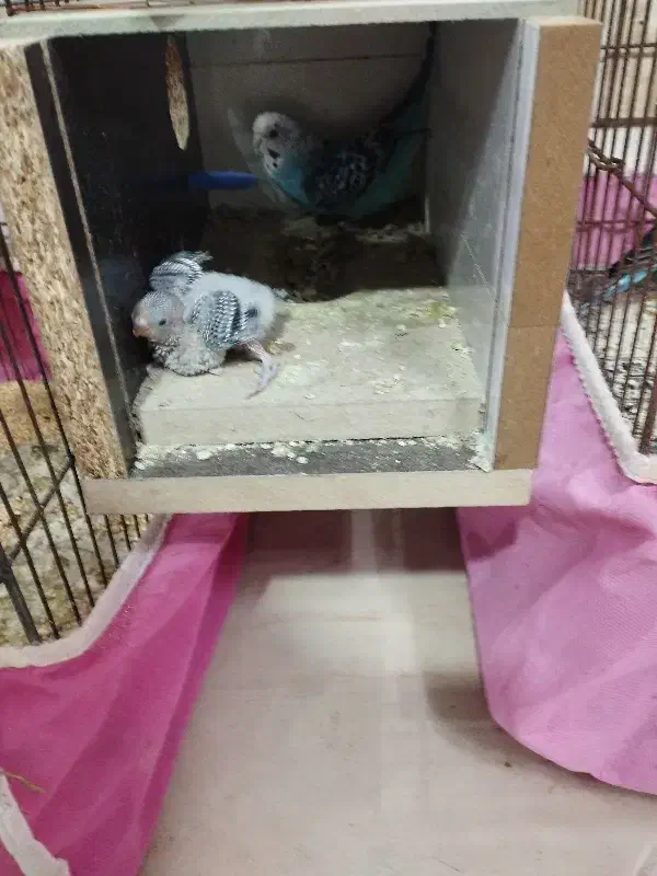 پرنده مرغ عشق نرو ماده|پرنده|کاشان, قطب راوندی|دیوار