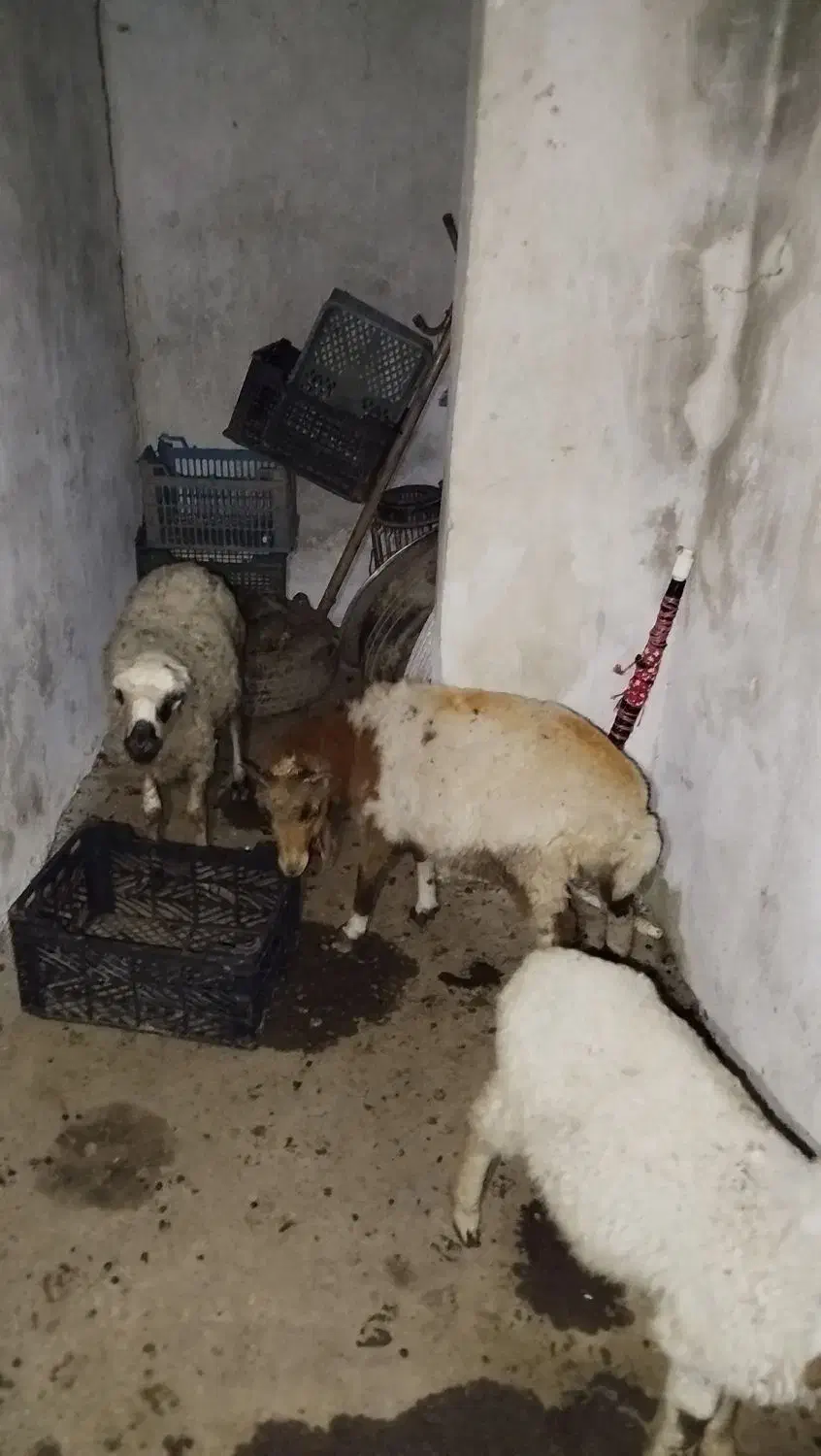 ۳عددگوسفند|حیوانات مزرعه|ماسال, |دیوار