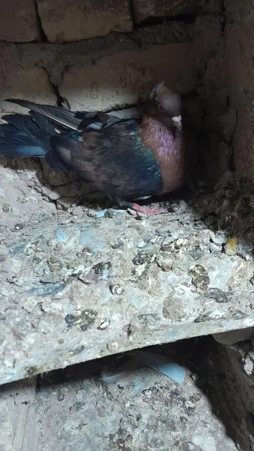 ارشینگل ماده|پرنده|آشخانه, |دیوار