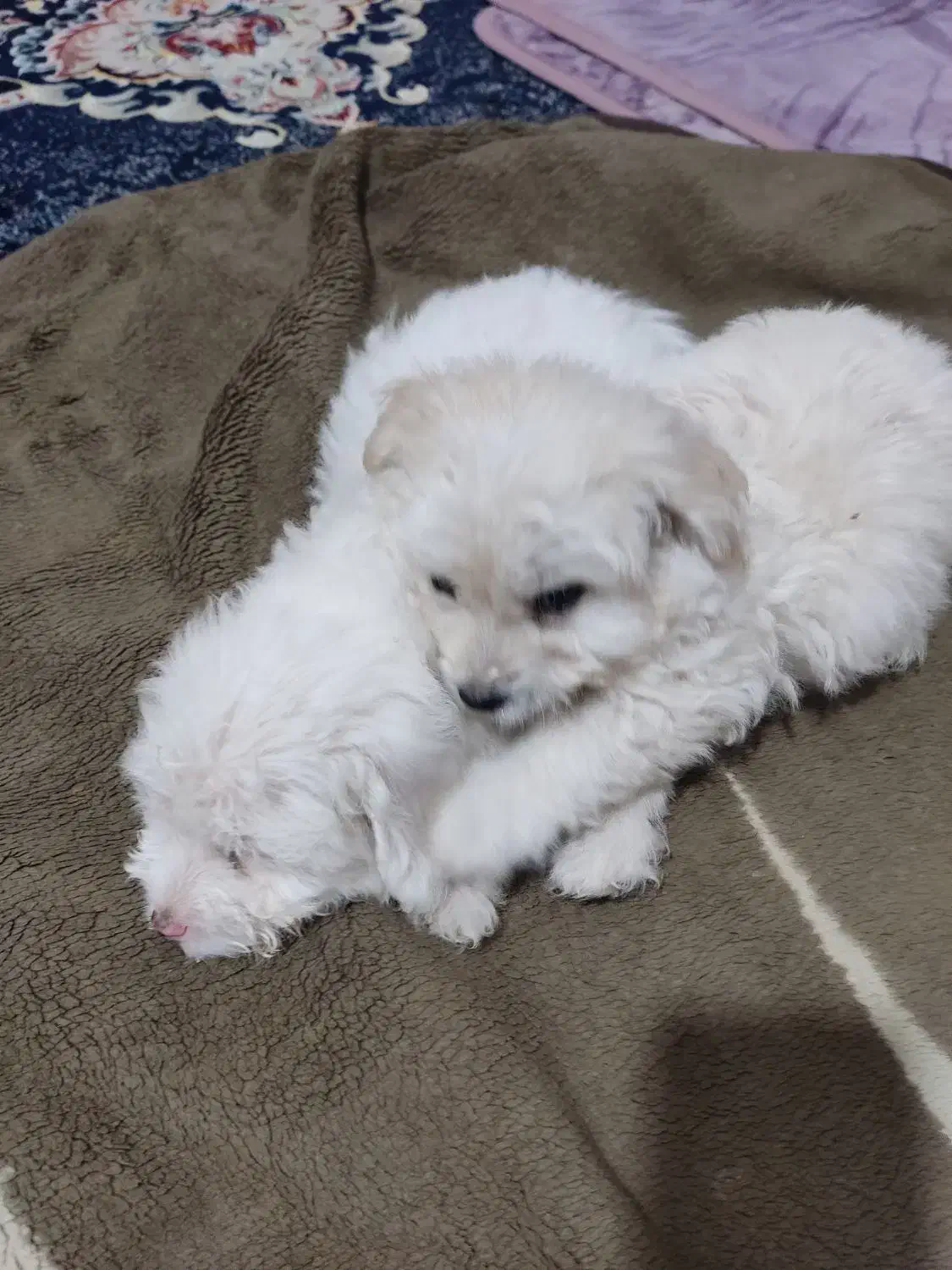 سگ کوچولو|سگ|بندرعباس, |دیوار