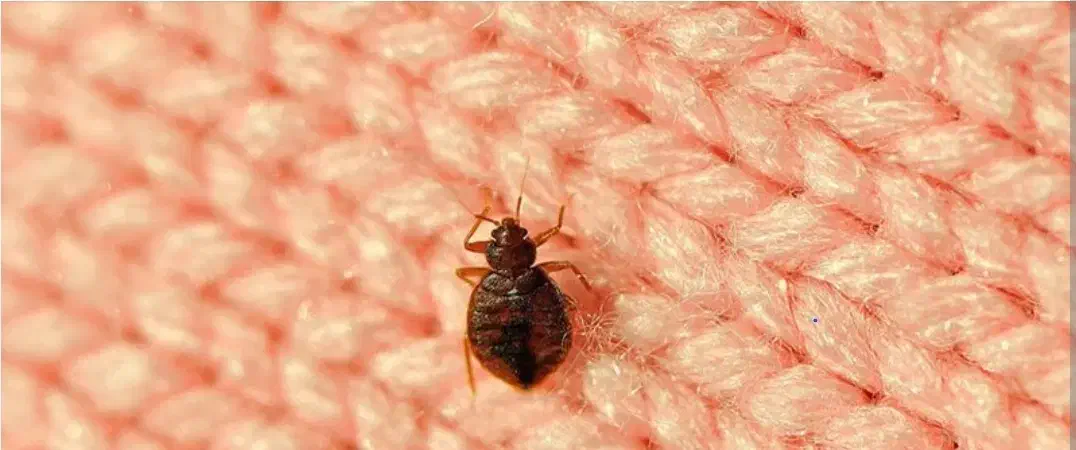 سمپاشی تضمینی حشرات و جوندگان ساختمانی/شرکت پسما|خدمات نظافت|قائمشهر, |دیوار